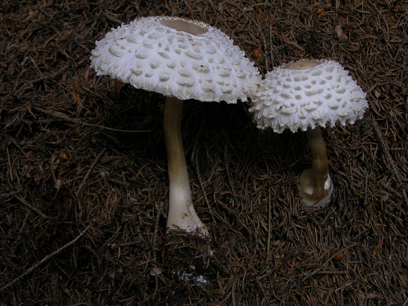 Leucoagaricus nympharum.